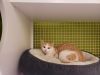 Doolittle 2431 photo 2