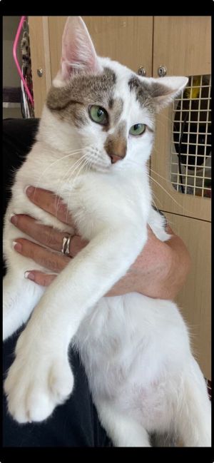 Brava 0299, Adult Female Domestic Short Hair