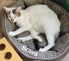 Brava 0299 photo 2