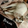 Brava 0299 photo 3