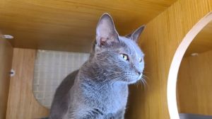 Ushi 6112, Adult Male Domestic Short Hair