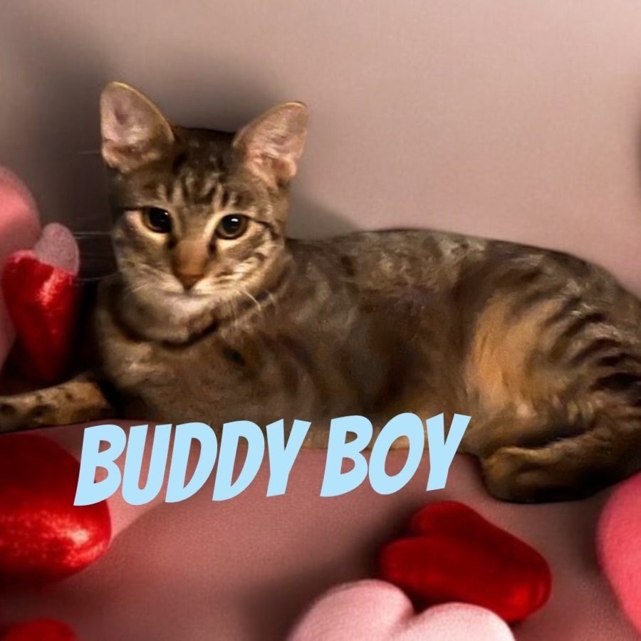 Buddy Boy 0954