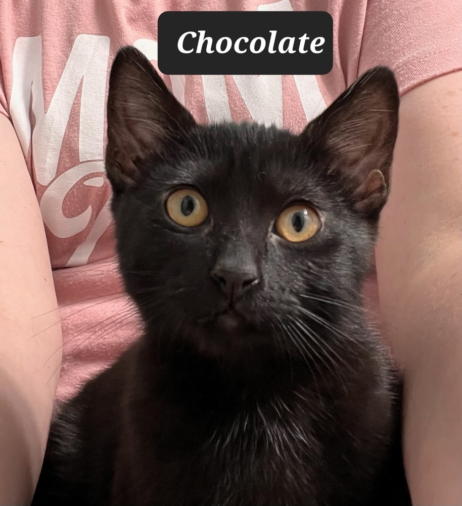 Chocolate 3949 Felv positive