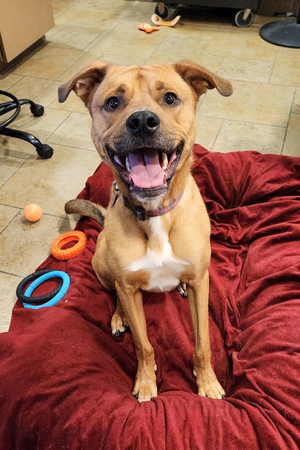 Ruger, an adoptable German Shepherd Dog in Duluth, MN, 55802 | Photo Image 1