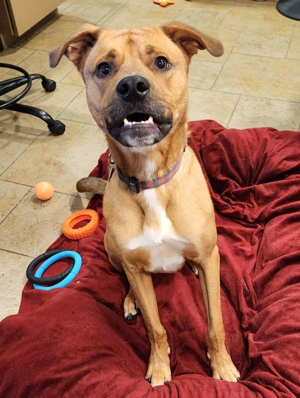 Ruger, an adoptable German Shepherd Dog in Duluth, MN, 55802 | Photo Image 2