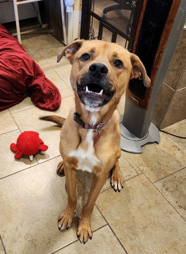 Ruger, an adoptable German Shepherd Dog in Duluth, MN, 55802 | Photo Image 4