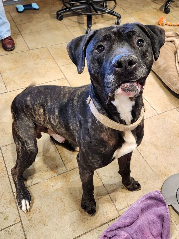 Joss, an adoptable Great Dane, Mastiff in Duluth, MN, 55802 | Photo Image 1