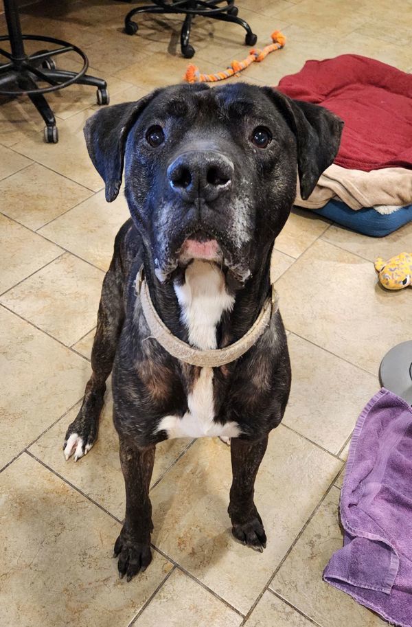 Joss, an adoptable Great Dane, Mastiff in Duluth, MN, 55802 | Photo Image 2