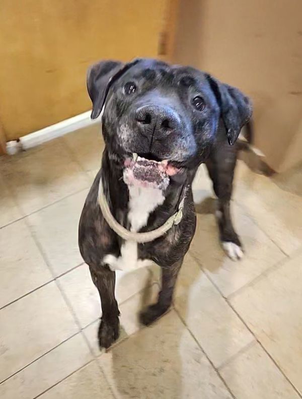 Joss, an adoptable Great Dane, Mastiff in Duluth, MN, 55802 | Photo Image 3