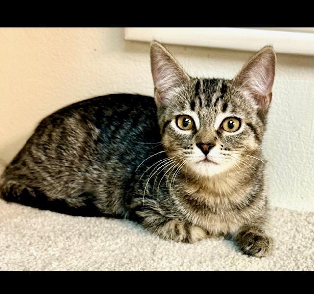 Boo, an adoptable Tabby in West Hills, CA, 91307 | Photo Image 1
