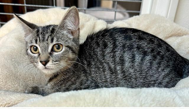 Boo, an adoptable Tabby in West Hills, CA, 91307 | Photo Image 2