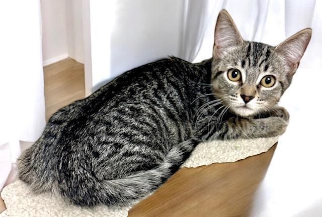 Boo, an adoptable Tabby in West Hills, CA, 91307 | Photo Image 3