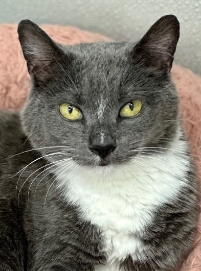 Myrtle, an adoptable Domestic Short Hair in Cumberland, ME, 04021 | Photo Image 1