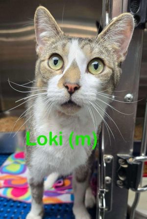 LOKI Cat