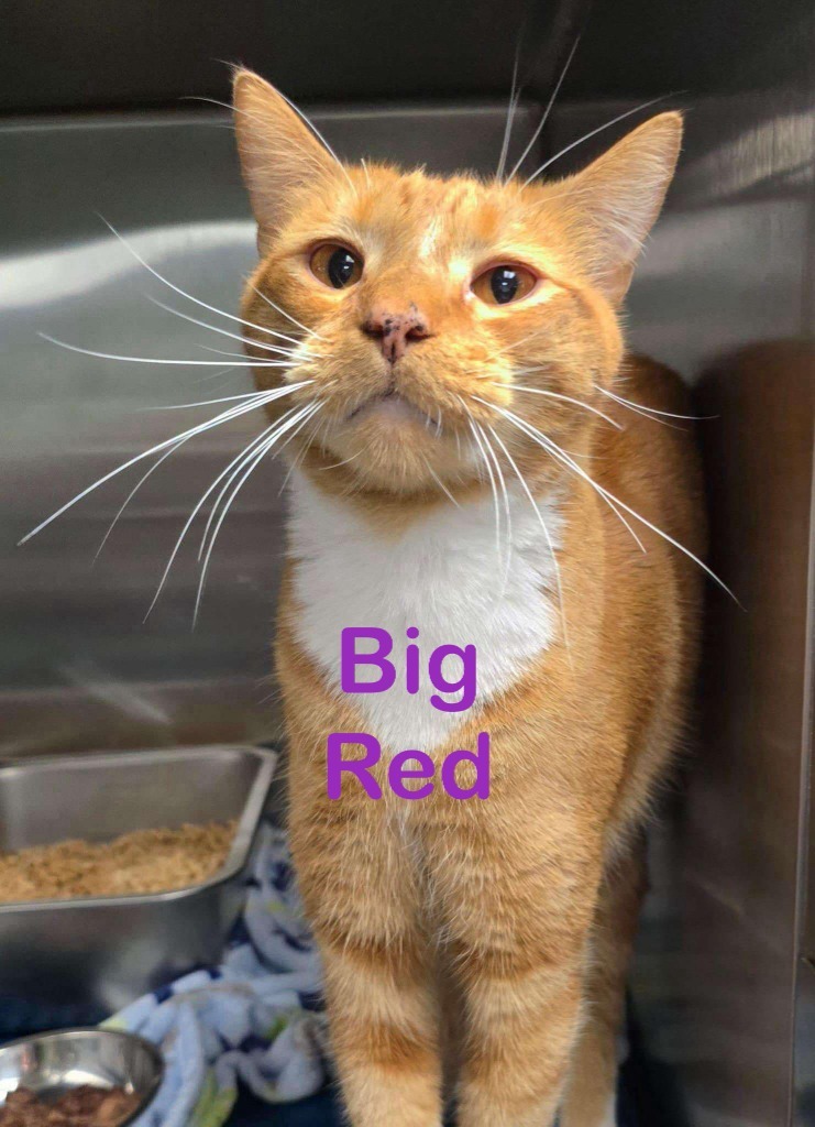 BIG RED Cat