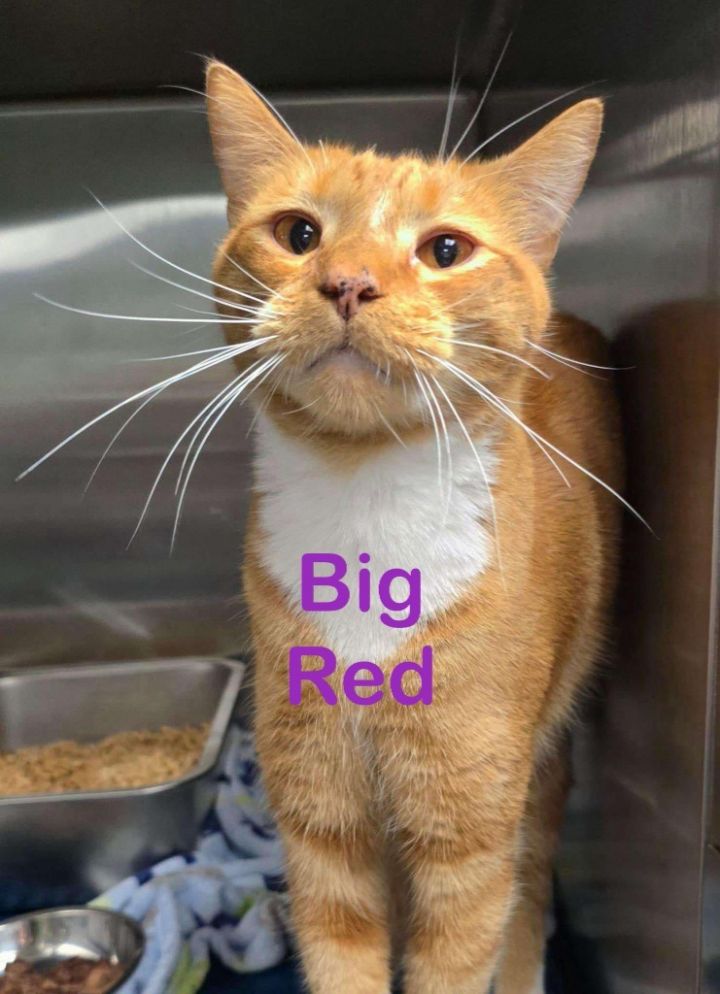 BIG RED Cat 1