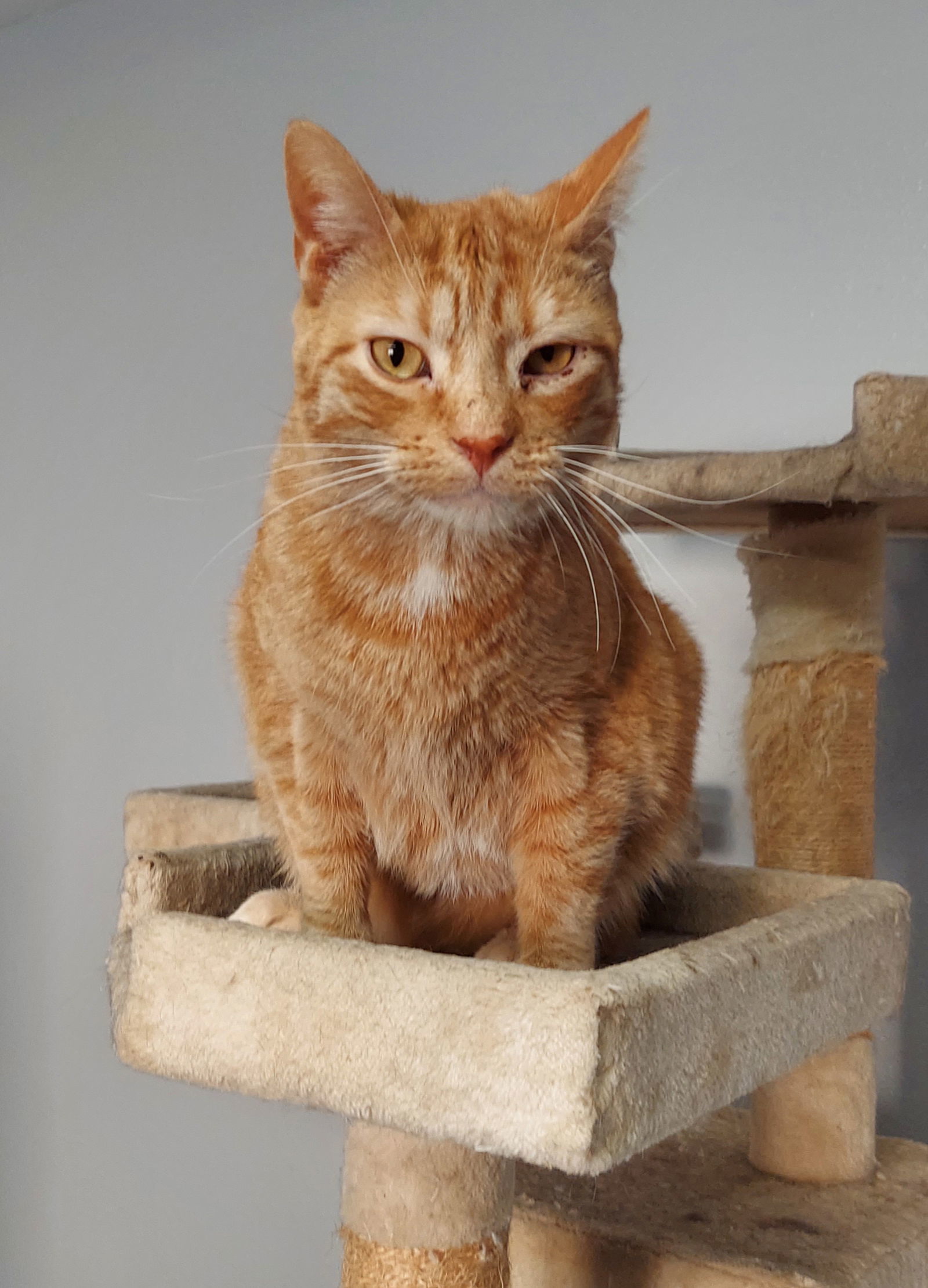 Salem (Bonded with Grommet), an adoptable Tabby in Montello, WI, 53949 | Photo Image 1