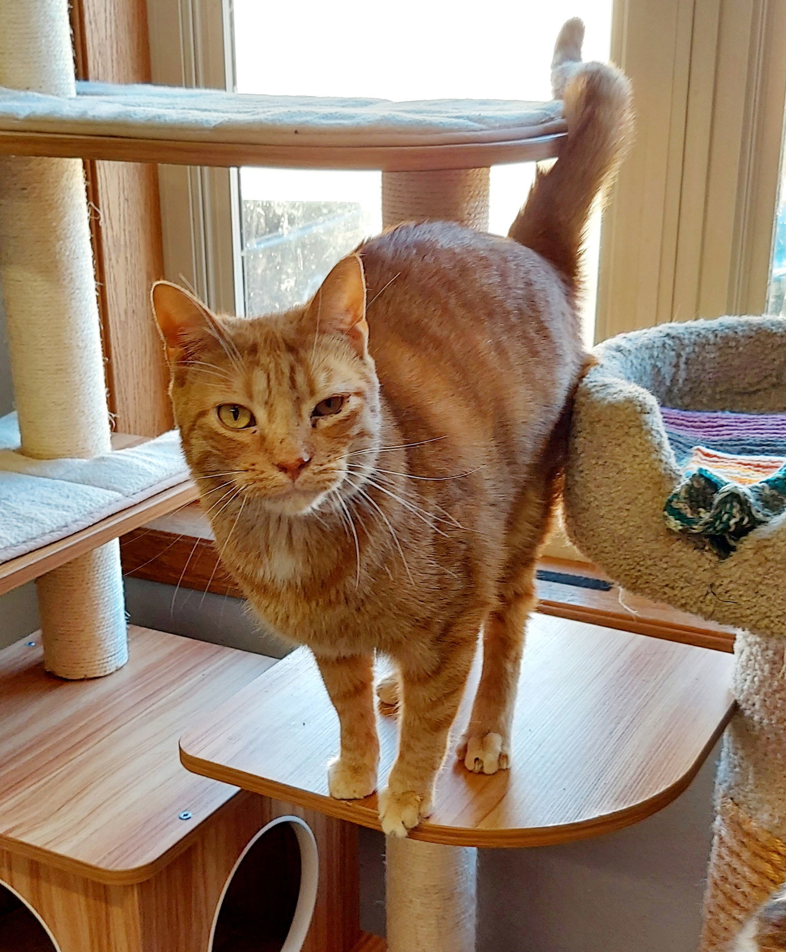 Salem (Bonded with Grommet), an adoptable Tabby in Montello, WI, 53949 | Photo Image 2