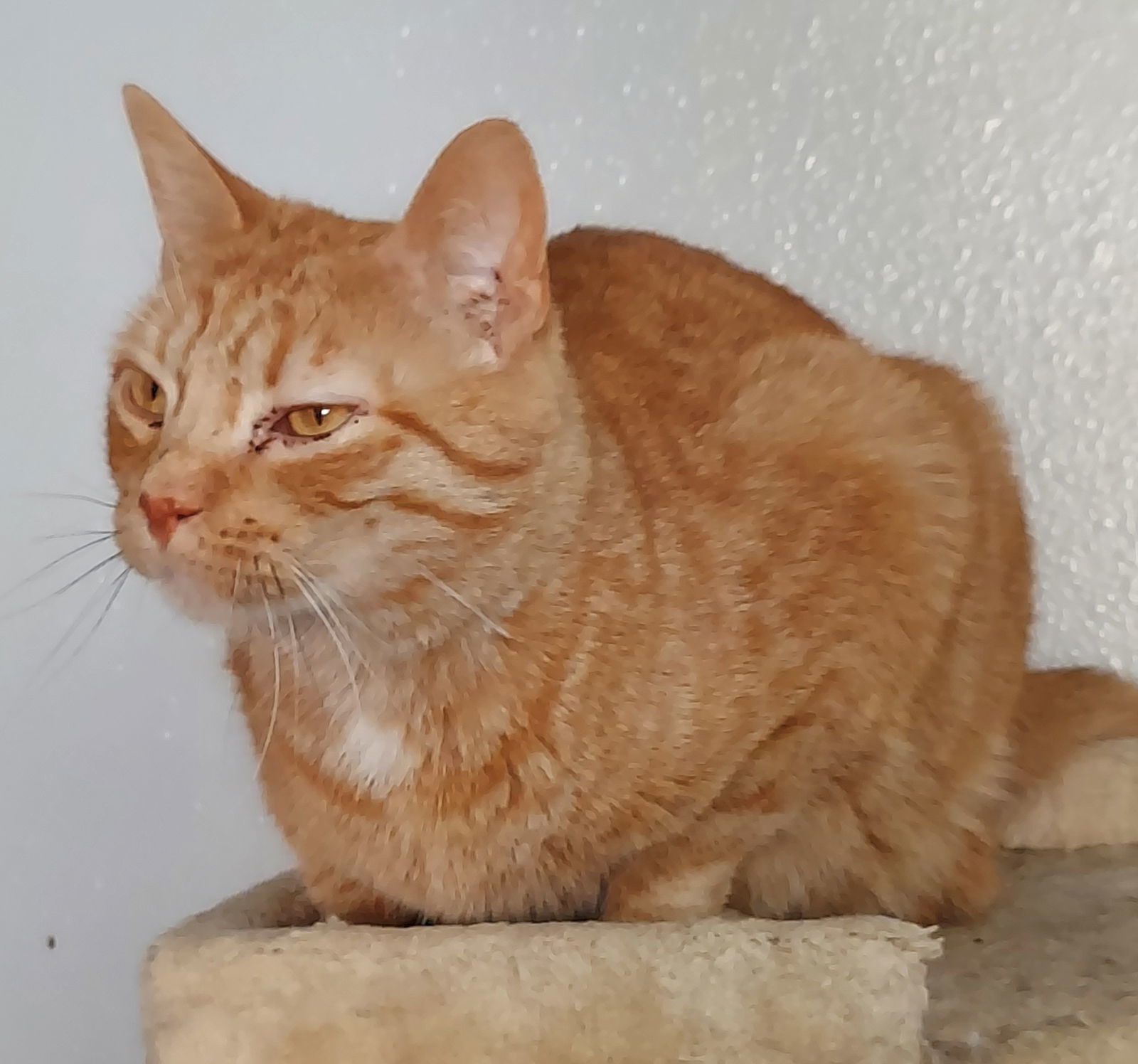 Salem (Bonded with Grommet), an adoptable Tabby in Montello, WI, 53949 | Photo Image 3