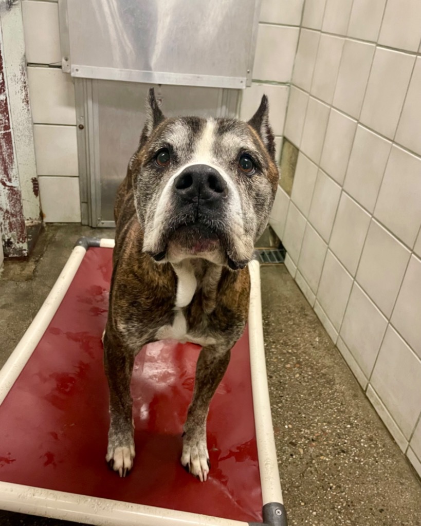 Tigger, an adoptable Pit Bull Terrier in Rock Springs, WY, 82901 | Photo Image 1