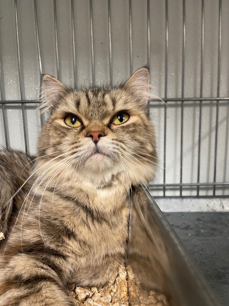 Emma, an adoptable Domestic Long Hair in Rock Springs, WY, 82901 | Photo Image 1