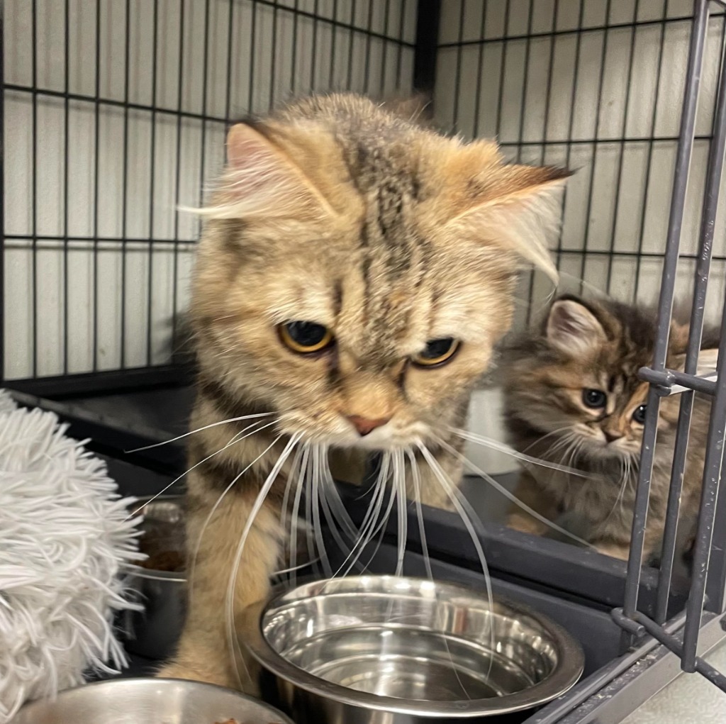 Emma, an adoptable Domestic Long Hair in Rock Springs, WY, 82901 | Photo Image 2