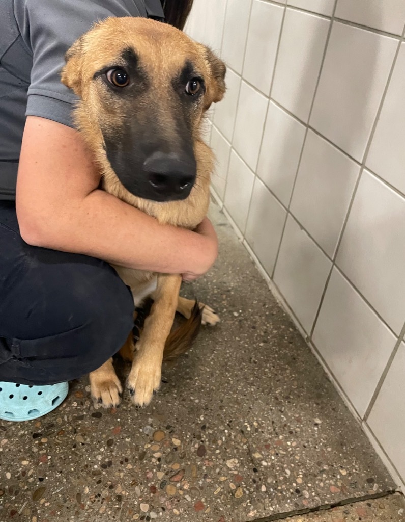 Chloe, an adoptable Belgian Shepherd / Malinois in Rock Springs, WY, 82901 | Photo Image 1