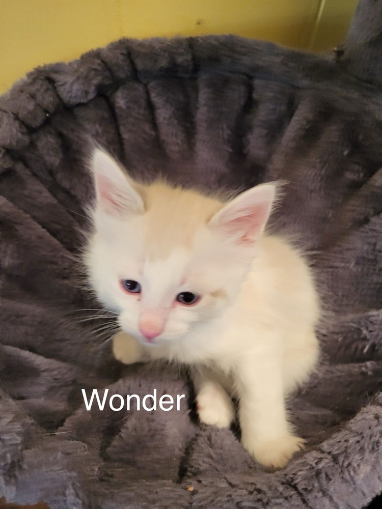 wonder, an adoptable Domestic Medium Hair in Bend, OR, 97701 | Photo Image 1