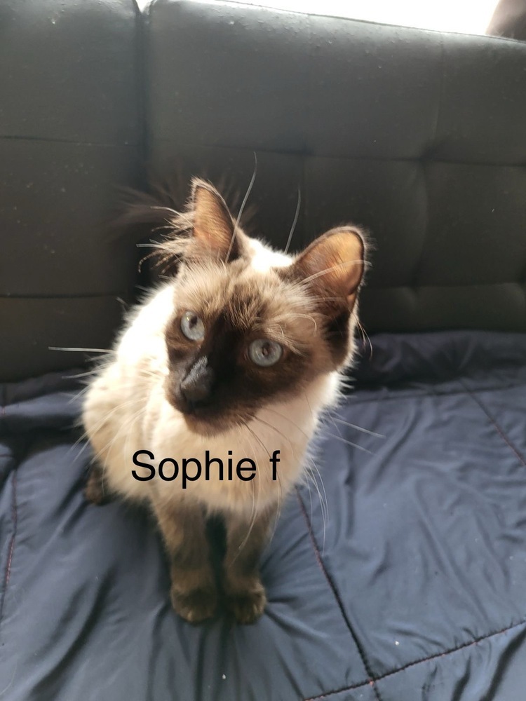 Sophie, an adoptable Domestic Medium Hair in Bend, OR, 97701 | Photo Image 1