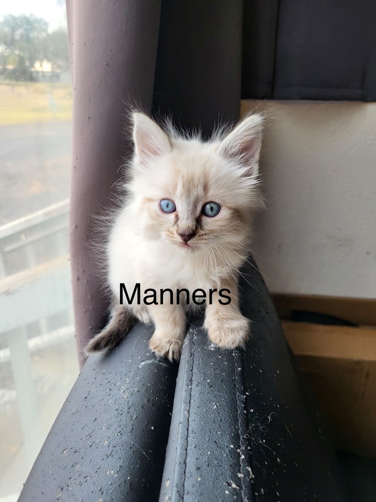 Manners, an adoptable Domestic Medium Hair in Bend, OR, 97701 | Photo Image 1