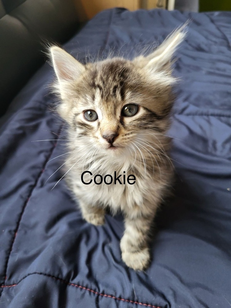 Cookie, an adoptable Domestic Medium Hair in Bend, OR, 97701 | Photo Image 1