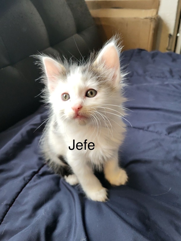 Jefe, an adoptable Domestic Medium Hair in Bend, OR, 97701 | Photo Image 1