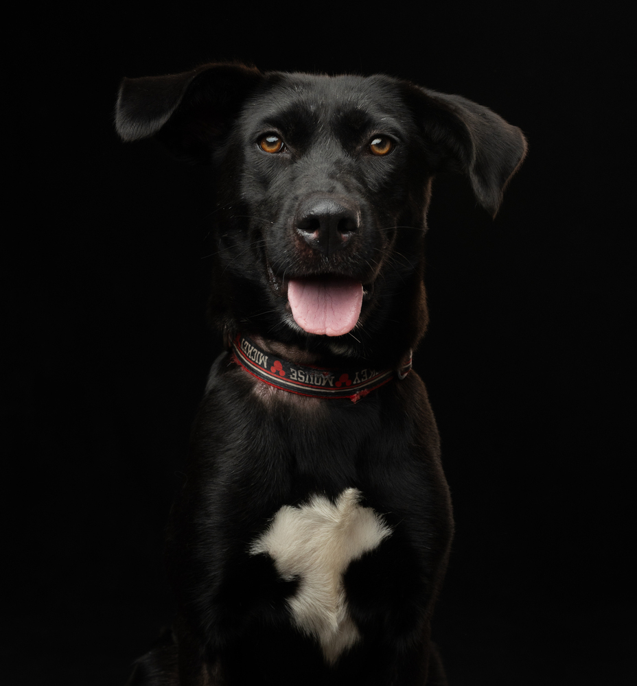 PIPPA, an adoptable Retriever in Jardines de San Manuel, PUE, 72570 | Photo Image 1