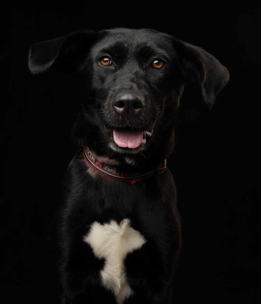 PIPPA, an adoptable Retriever in Jardines de San Manuel, PUE, 72570 | Photo Image 2
