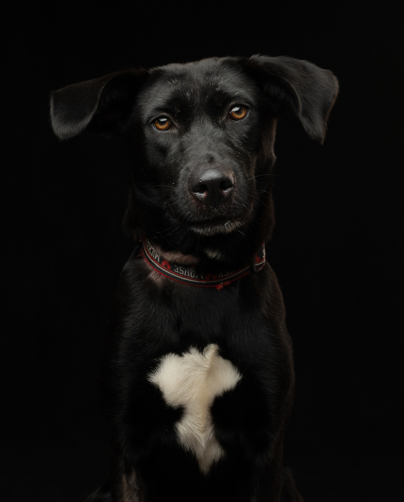 PIPPA, an adoptable Retriever in Jardines de San Manuel, PUE, 72570 | Photo Image 3
