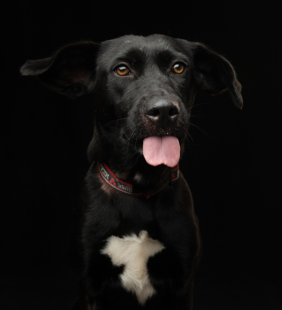 PIPPA, an adoptable Retriever in Jardines de San Manuel, PUE, 72570 | Photo Image 4