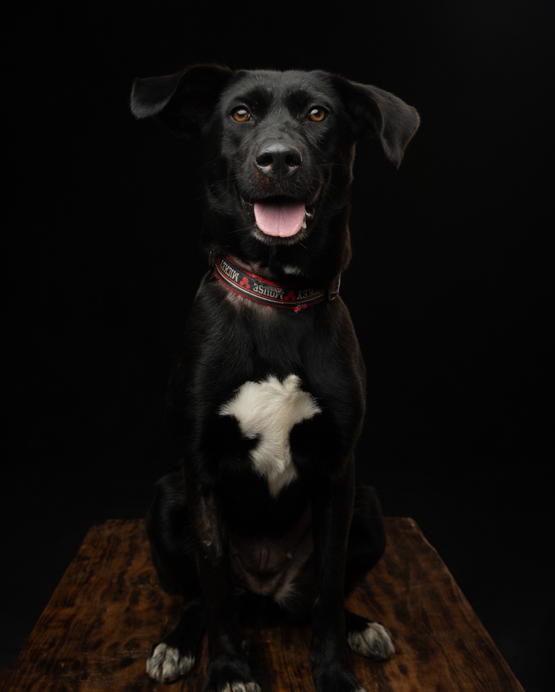 PIPPA, an adoptable Retriever in Jardines de San Manuel, PUE, 72570 | Photo Image 5