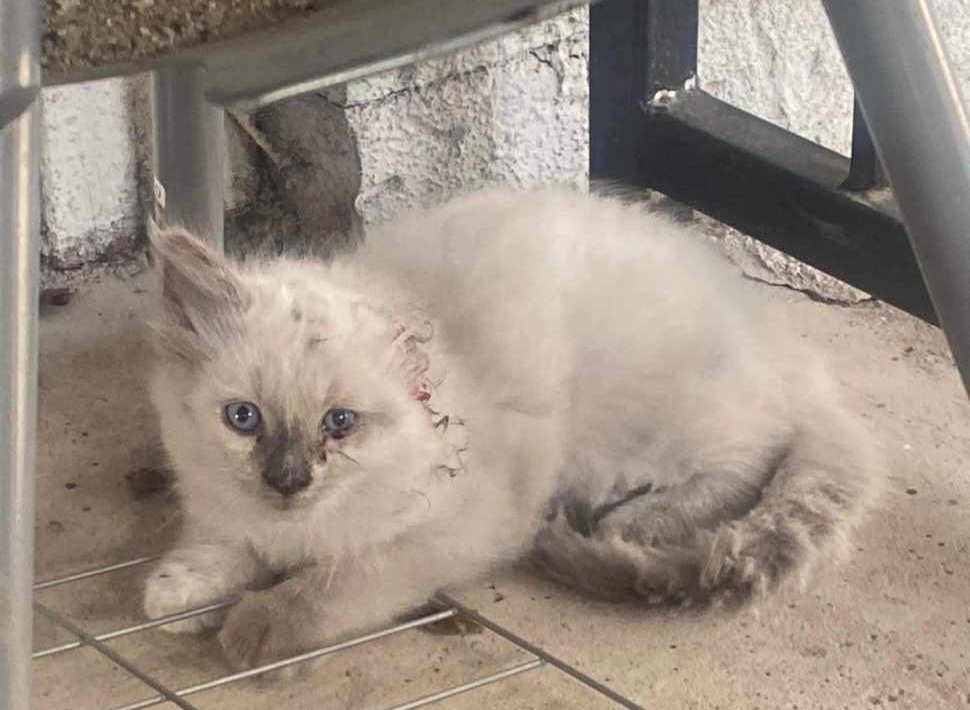 Vanya, an adoptable Ragdoll, Siamese in New Braunfels, TX, 78130 | Photo Image 1