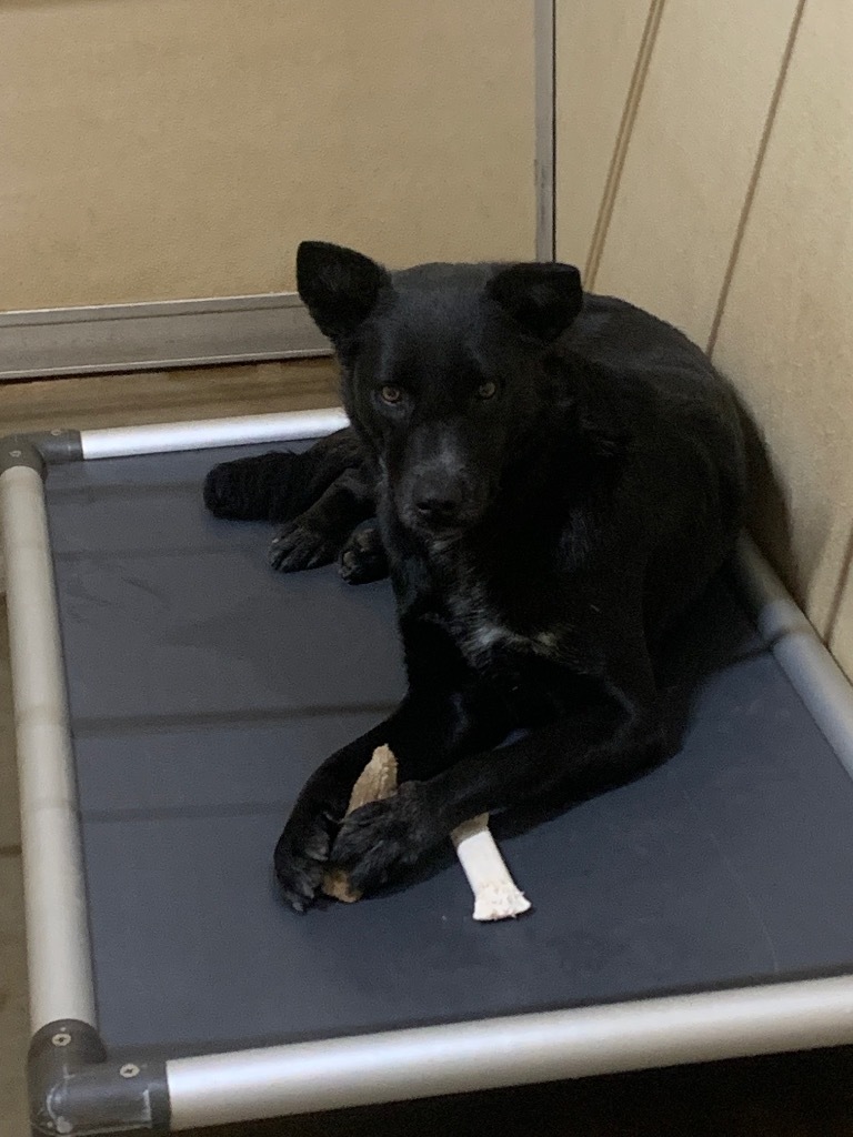 ACO Annie, an adoptable Border Collie, Mixed Breed in Tucumcari, NM, 88401 | Photo Image 1
