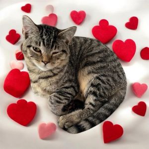 Walnut, Young Male Domestic Short Hair