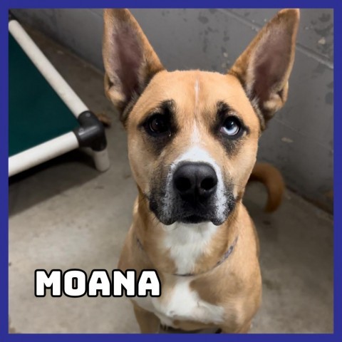 Moana, an adoptable Pit Bull Terrier in Glenwood, MN, 56334 | Photo Image 1