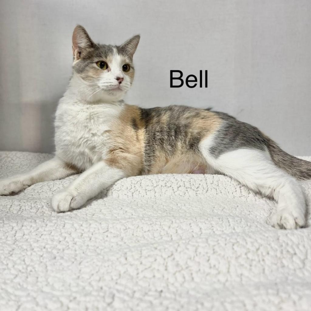 Bell, an adoptable Domestic Short Hair in Wadena, MN, 56482 | Photo Image 2