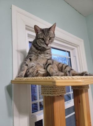 Alfie, Adult Male Tabby