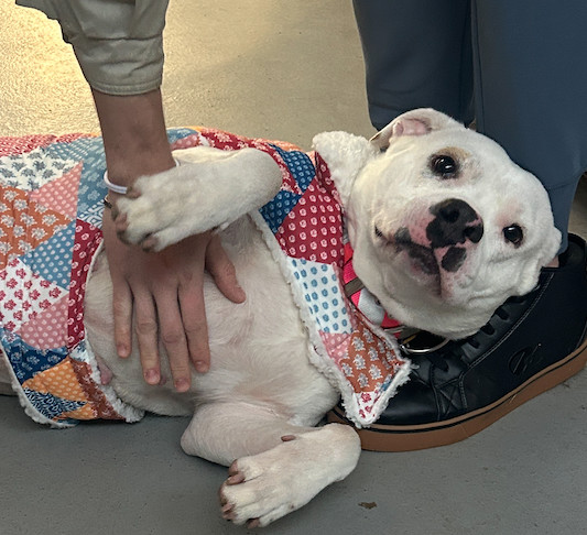 Penny. Needs Foster/Adopter