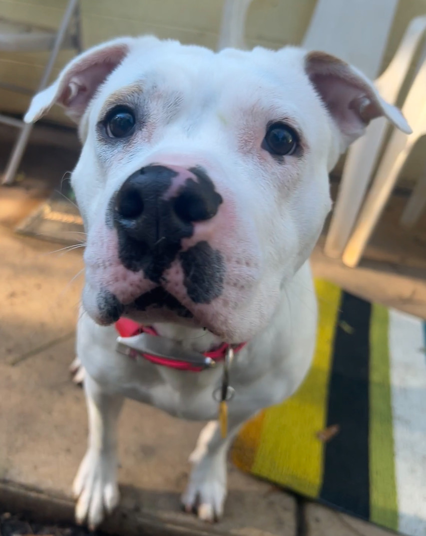 Penny. Needs Foster/Adopter