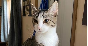 Princess, Adult Female Domestic Short Hair