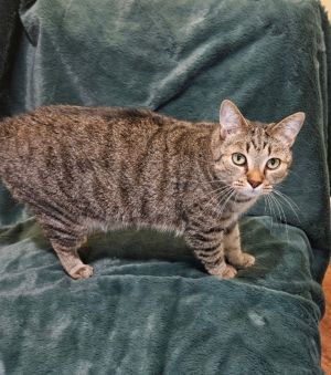 AG aka Amazing Grace, Adult Male Domestic Short Hair