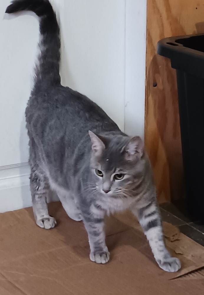Gracie