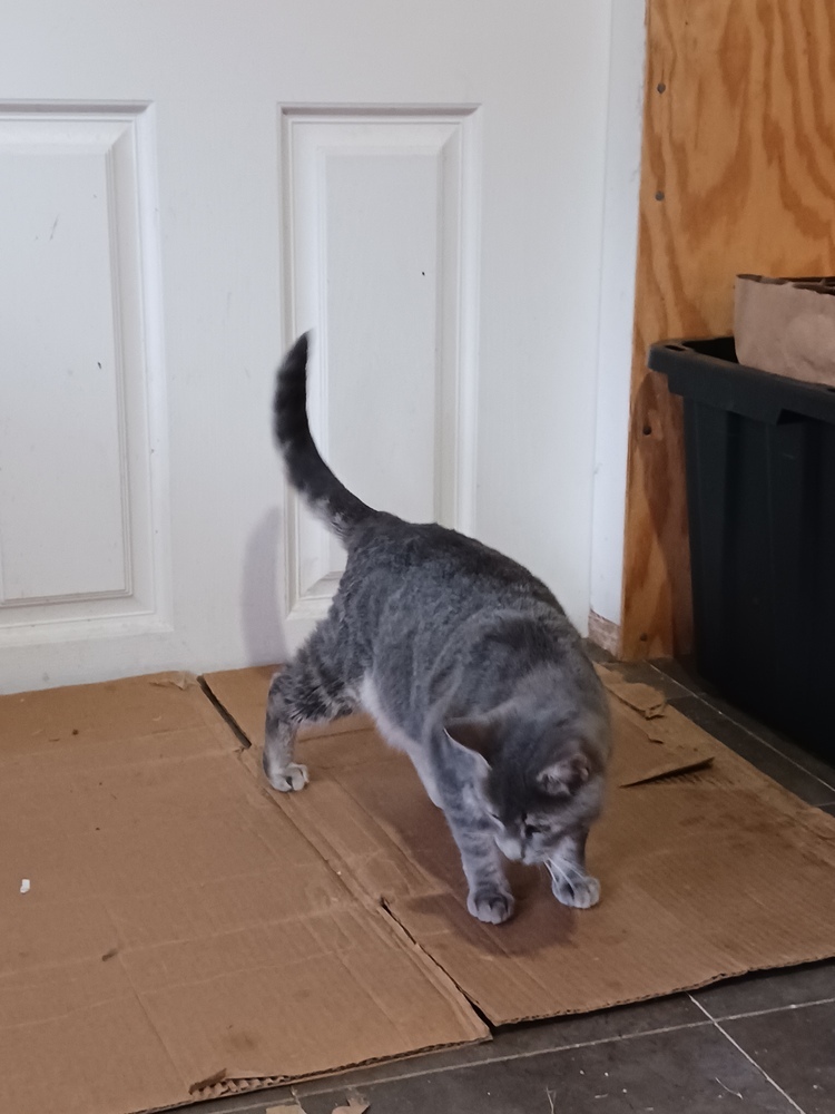 Gracie