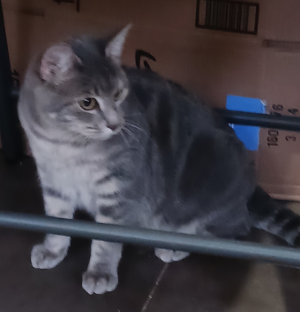 Gracie